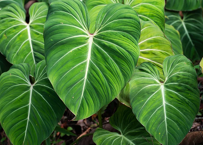 Philodendron : variété de plante tropicale