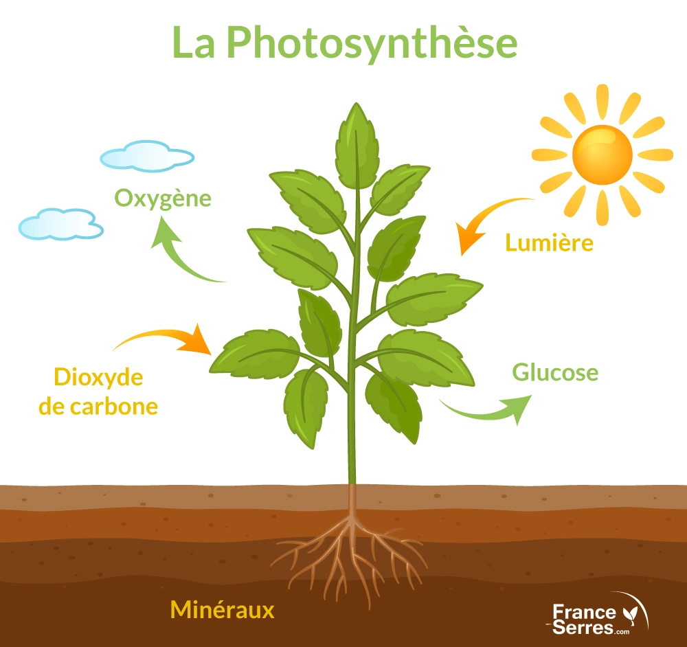 La photosynthèse permet aux plantes de synthétiser leur matière organique