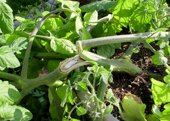 pied de tomate cassé