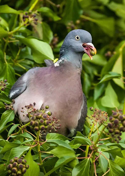 Pigeon ramier en train de manger des fruits de lierre