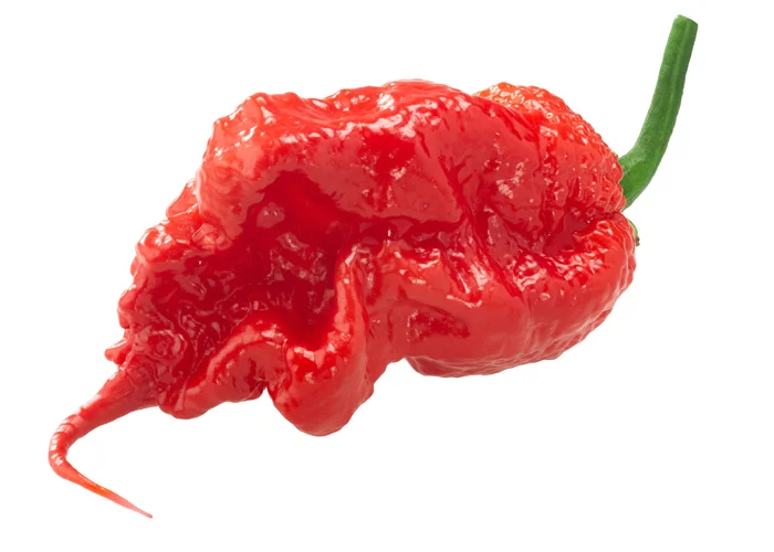 Piment Carolina Reaper