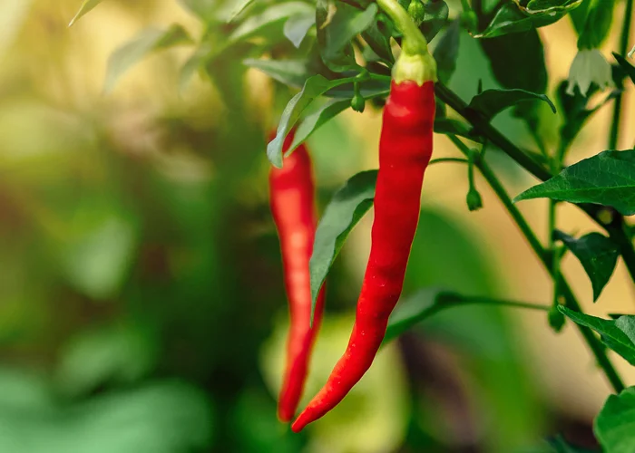 Piment de Cayenne