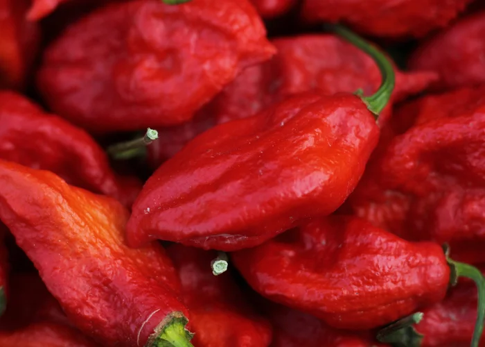 Piment ghost pepper