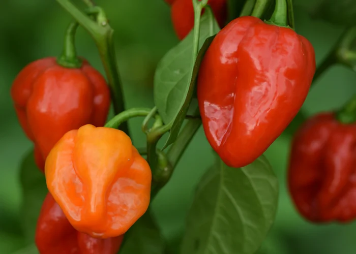 Piment habanero