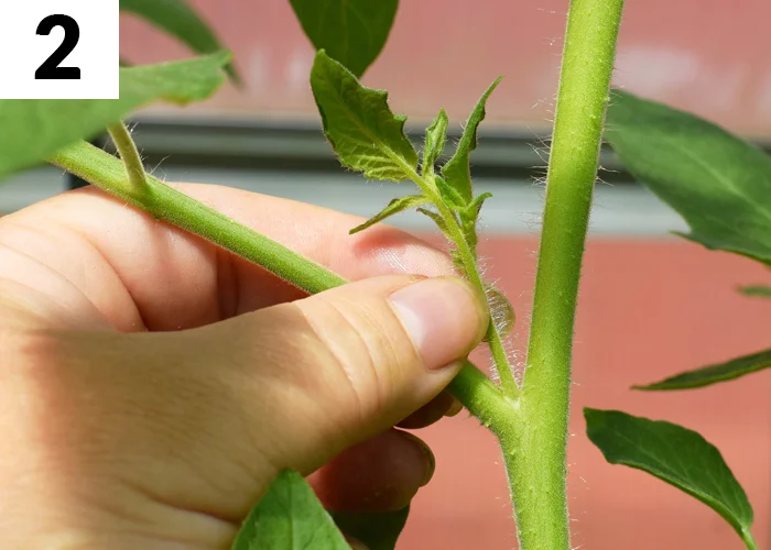 Tâche n°2 en juin au jardin : Supprimer les gourmands des tomates