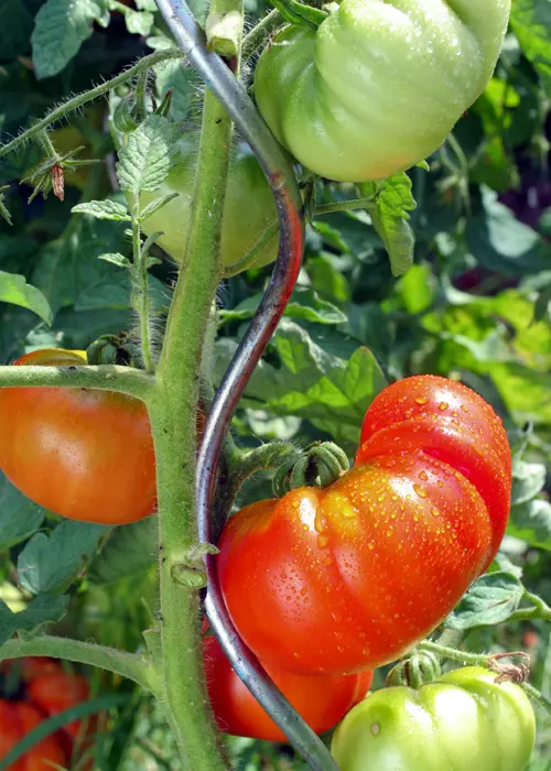 piquet tuteur tomate