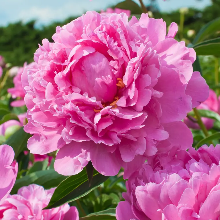 Pivoines au mois de mai