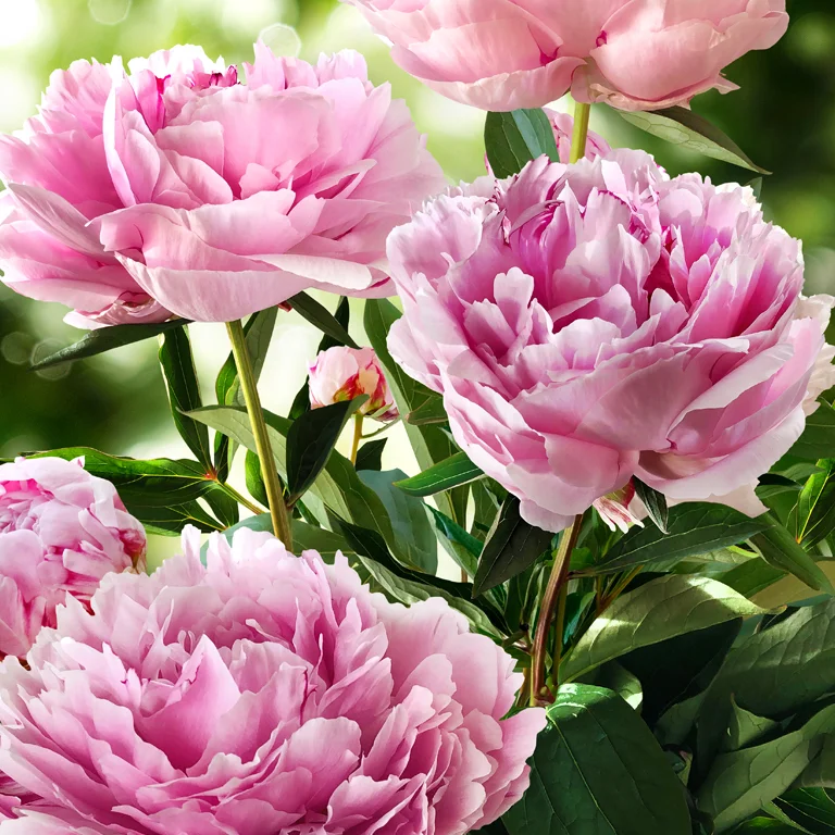 Fleurs de pivoines
