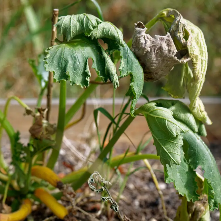 Plant de courgettes touché par la sécheresse en juillet Plant de courgettes touché par la sécheresse en juillet