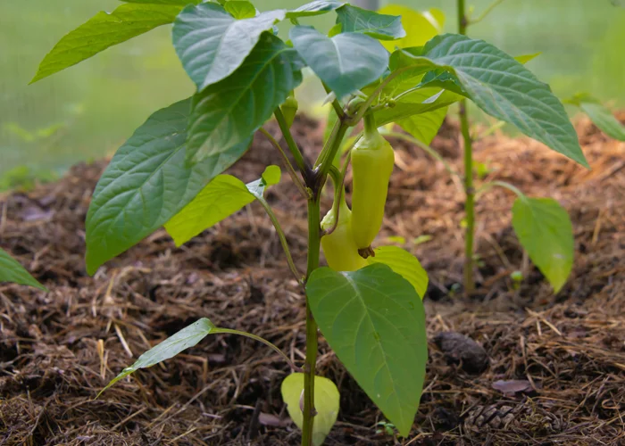 Jeune plant de piment sous serre