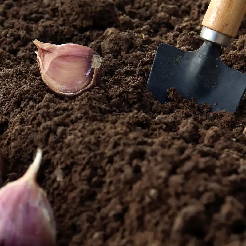 plantation d'ail sous serre en hiver