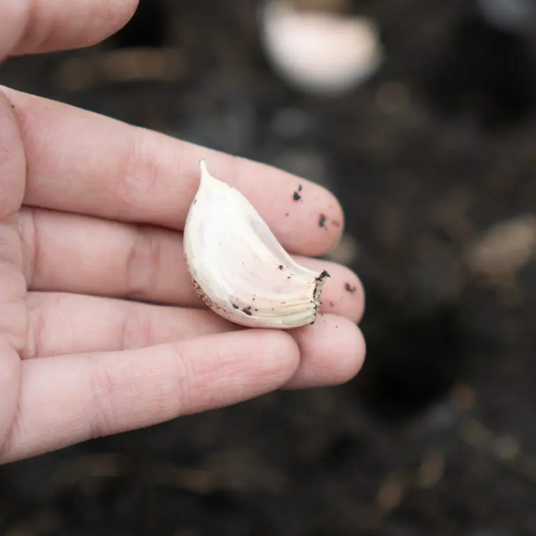 En janvier continuez de planter l'ail En janvier continuez de planter l'ail
