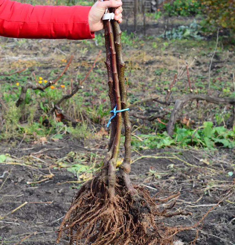 En janvier il n'est pas trop tard pour planter les arbres et arbustes à racines nues En janvier il n'est pas trop tard pour planter les arbres et arbustes à racines nues