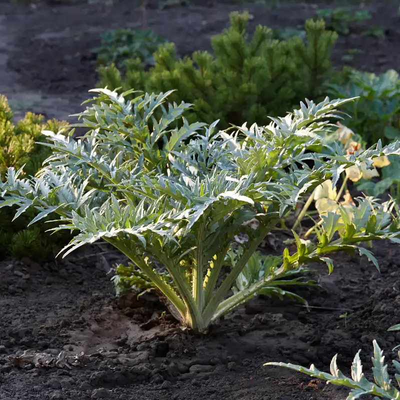 plantation d'artichaut sous serre en hiver