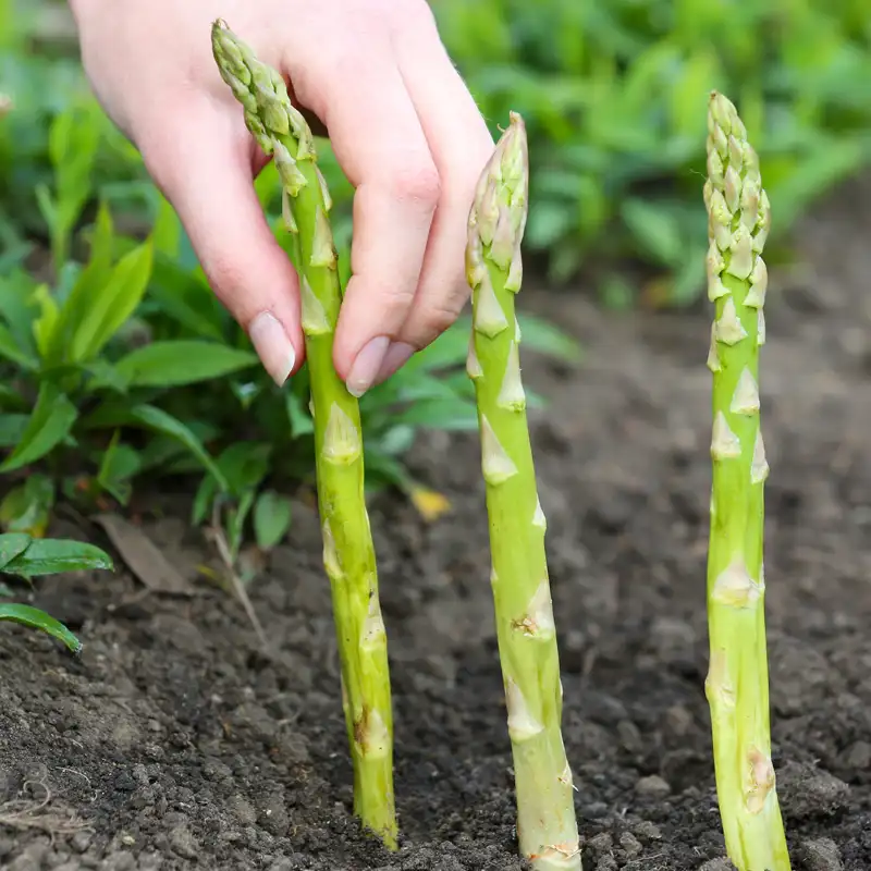 plantation asperge sous serre en hiver