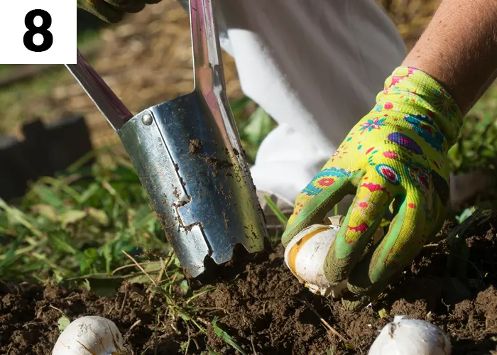 Tâche n°8 en août au jardin : Planter les bulbes d'automne et d'hiver