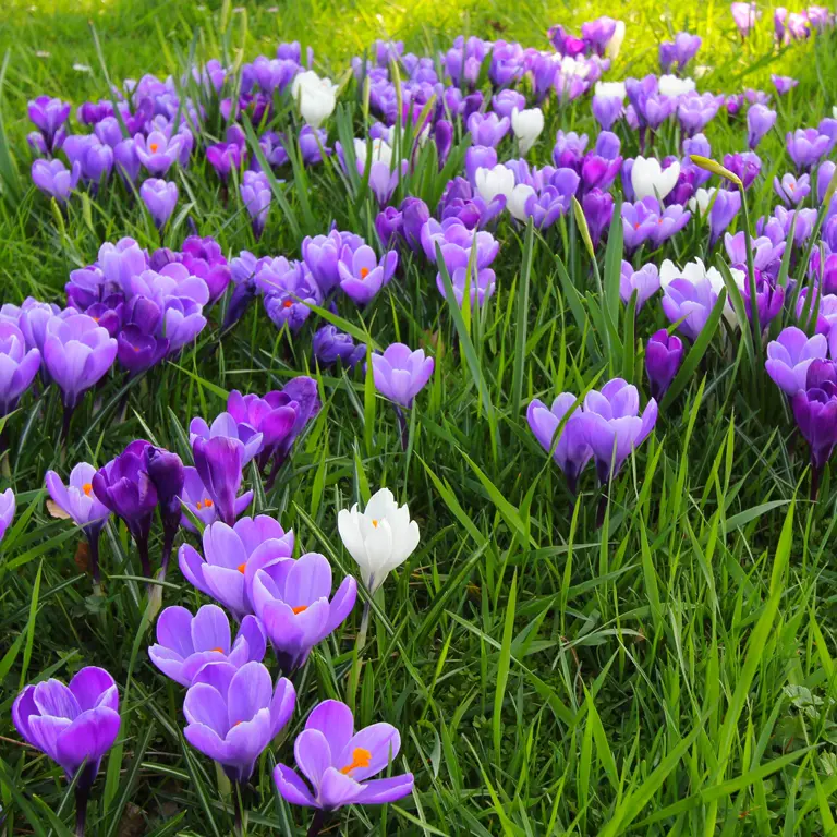 En décembre, plantez des bulbes de printemps dans la pelouse En décembre, plantez des bulbes de printemps dans la pelouse