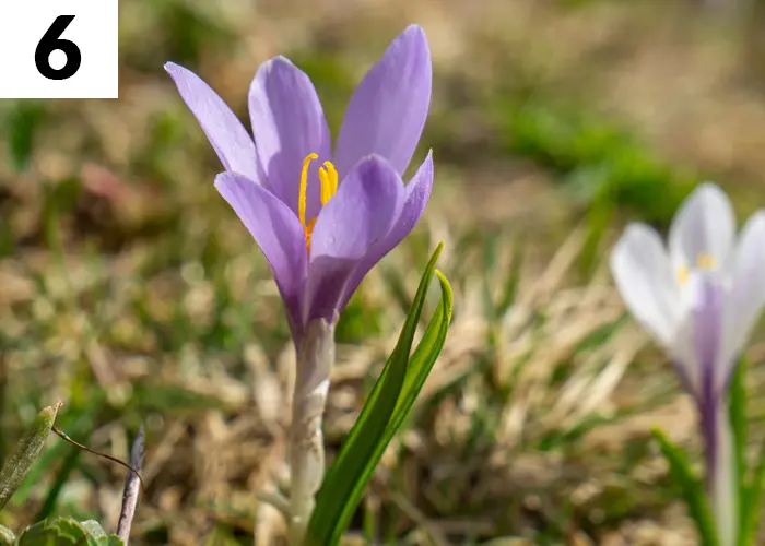 Tâche n°6 janvier au jardin : Terminez la plantation des bulbes de printemps