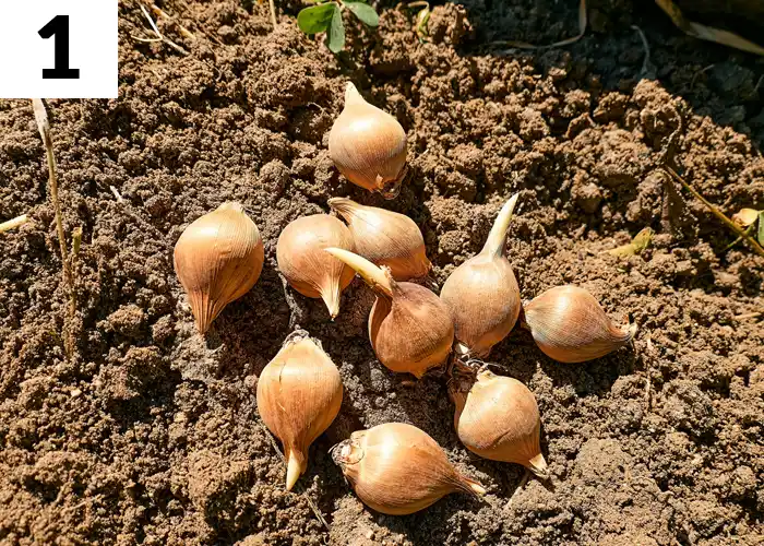 Tâche n°1 en septembre au jardin : Planter les bulbes de printemps