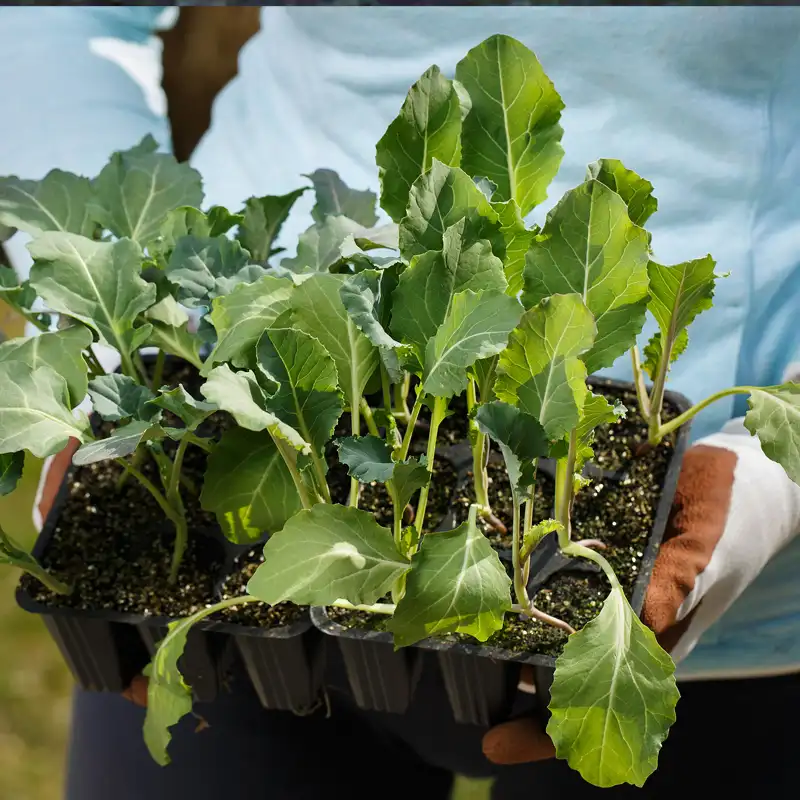 plantation chou-fleur sous serre en hiver