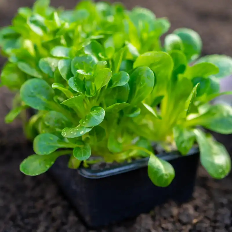 plantation mâche sous serre en hiver