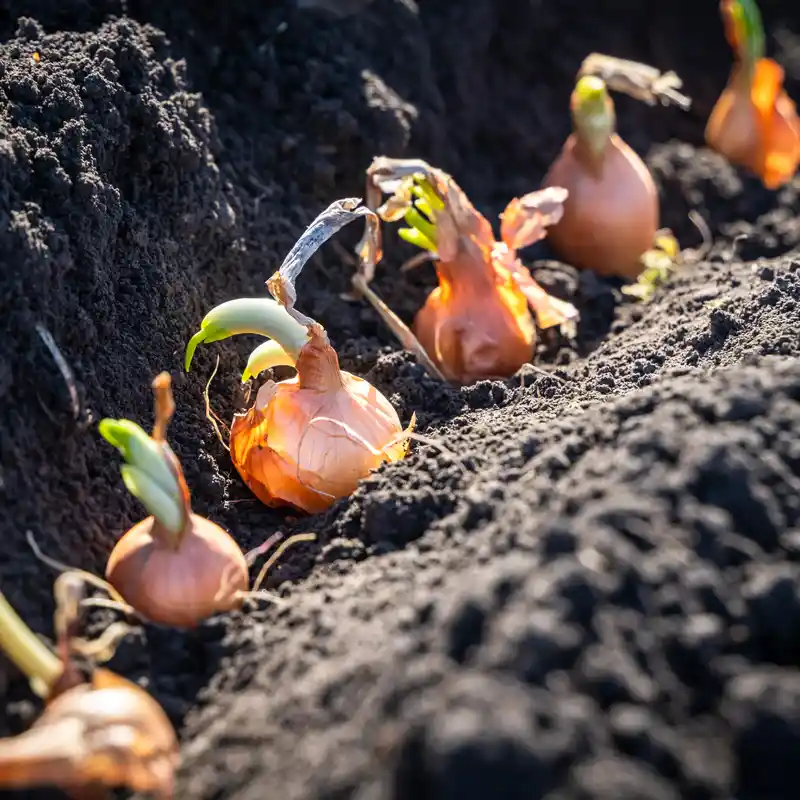 plantation oignon sous serre en hiver