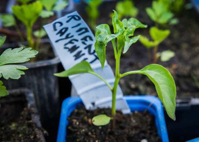 Jeune plant de piment de Cayenne