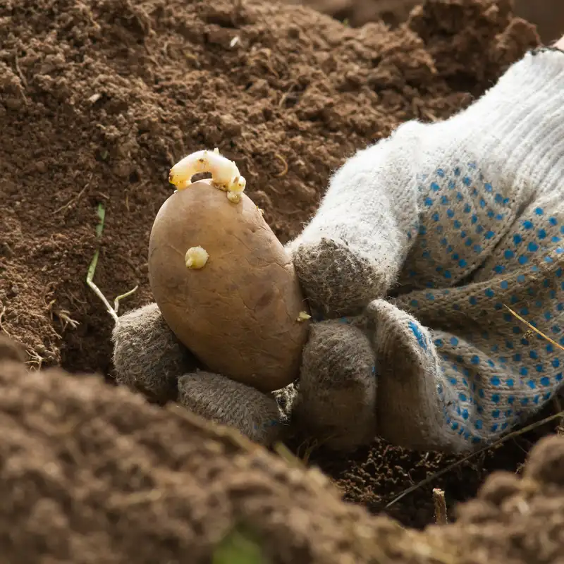 plantation pomme de terre sous serre en hiver