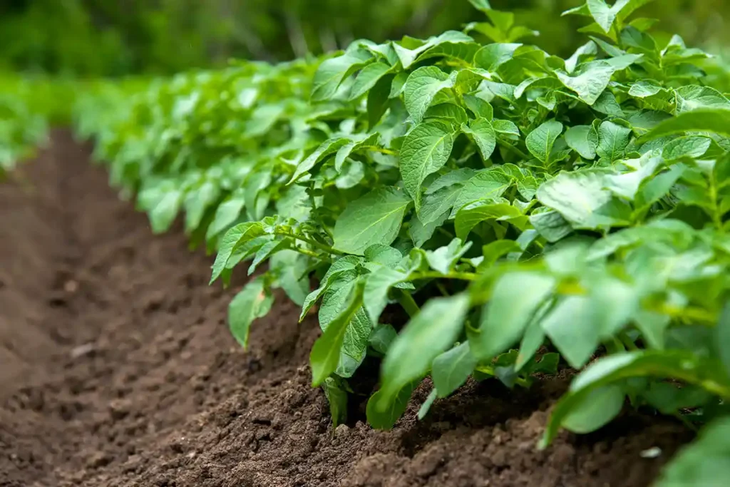 plantation de pommes de terre