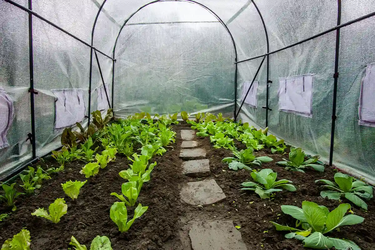 Tunnel pour effet de serre serre de Champignons Champignons croissant -  Chine Effet de serre, une serre de tomates