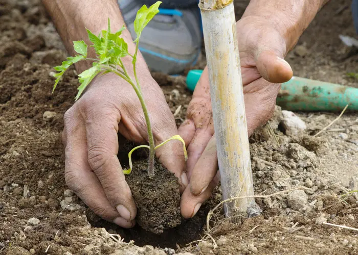 plantation tomate tuteur