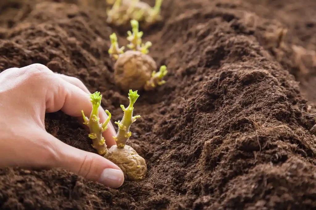 plantation de tubercules de pomme de terre