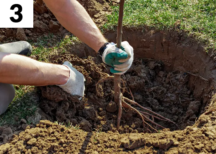 Tâche n°3 janvier au jardin : Plantez les arbres et arbustes à racines nues