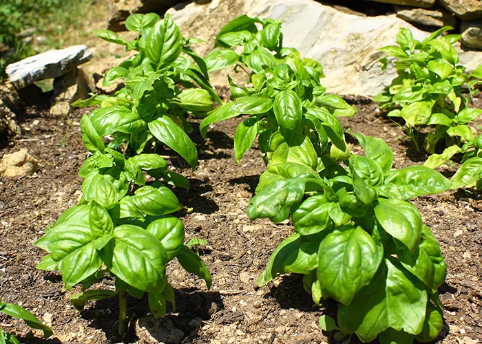 Basilic comme plante compagne sous serre&nbsp;: répulsif naturel contre les aleurodes et ravageurs