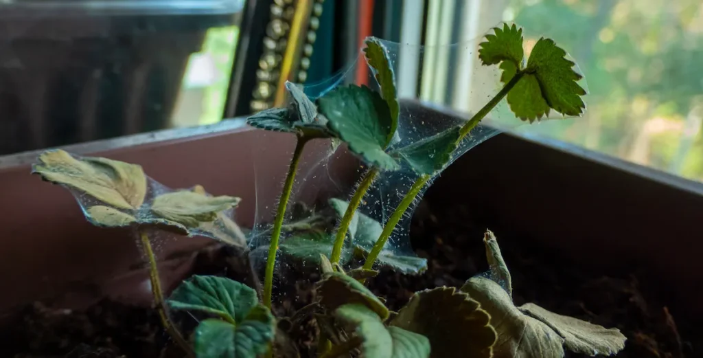 Invasion d'araignées rouges sur une plante d'intérieur