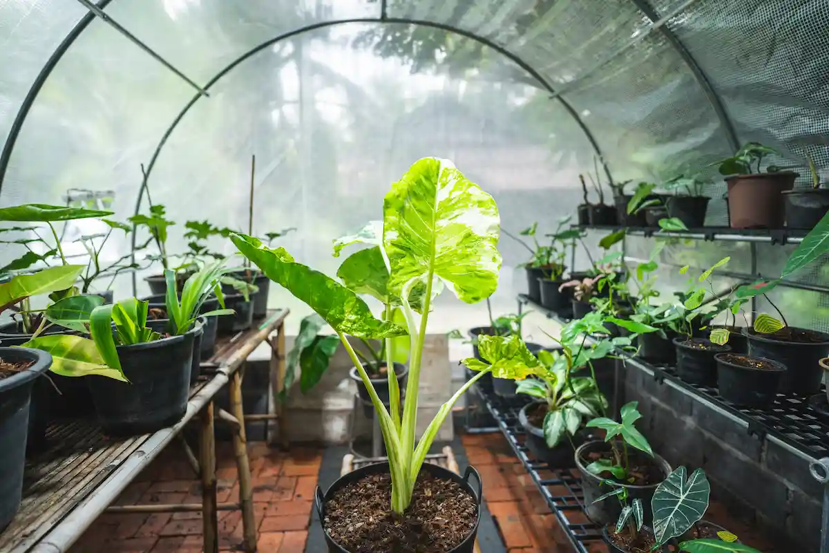 Potager d'intérieur facile d'herbes et légumes