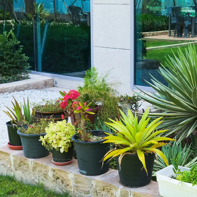 Préparation des plantes du jardin et potager avec paillage et arrosage avant un départ en vacances d'août
