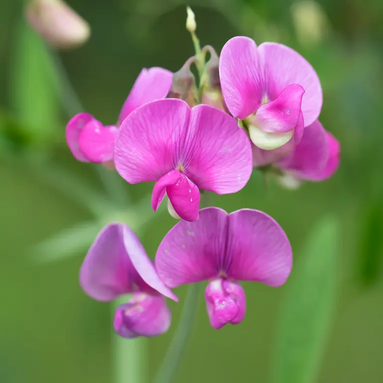 Pois de senteur en fleur en juillet