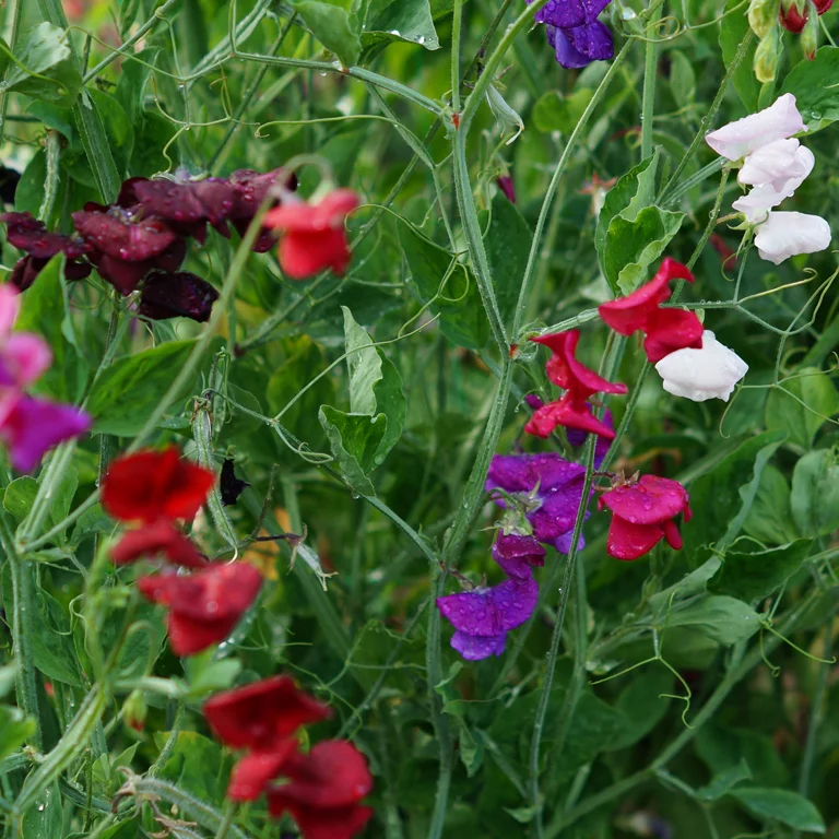 Pois de senteurs en floraison en juin
