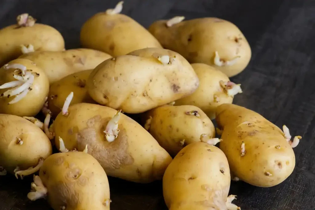 pommes de terre germées