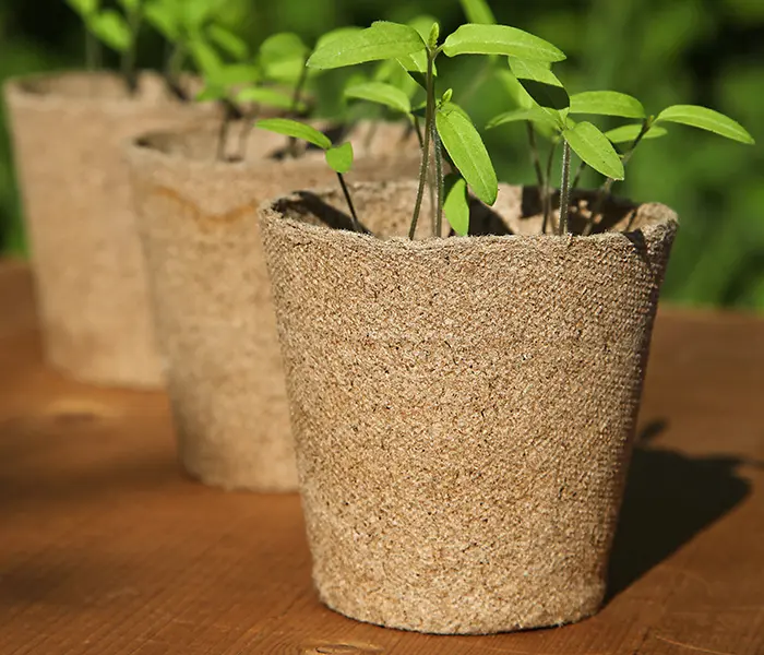 Pot de fleur biodégradable