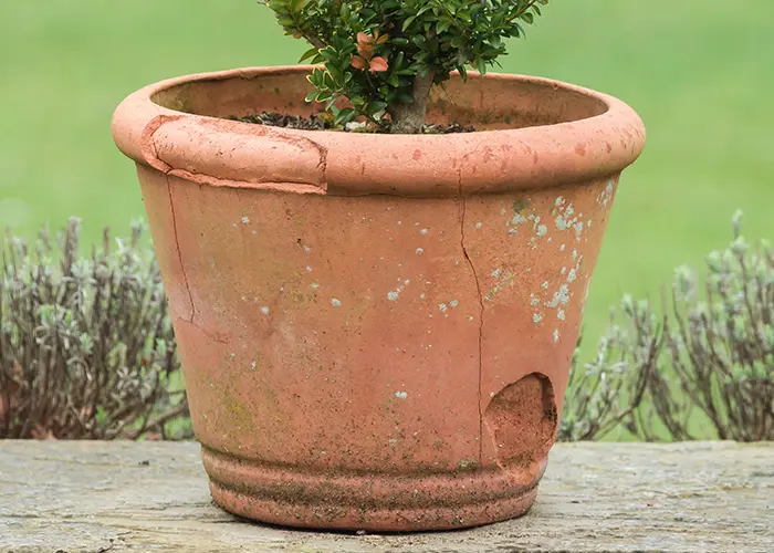 Pot de fleur endommagé par le gel