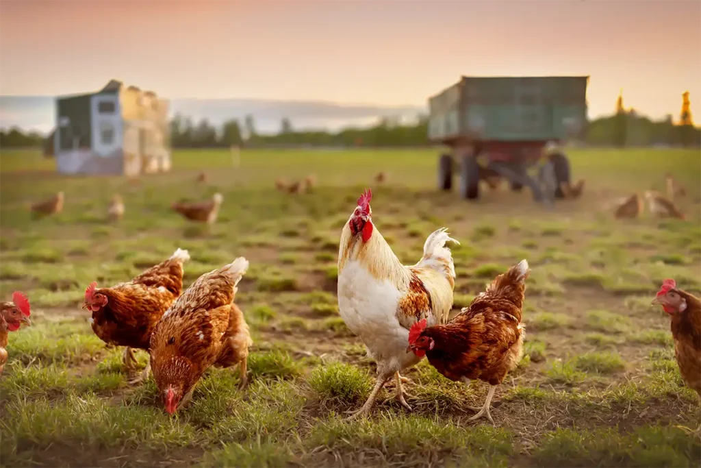 Des animaux pour chauffer sa serre