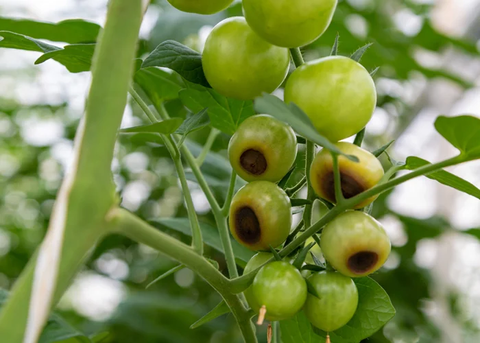 tomates touchées par la pourriture apicale