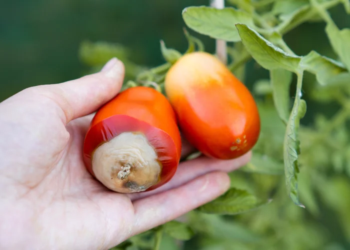 tomates malades