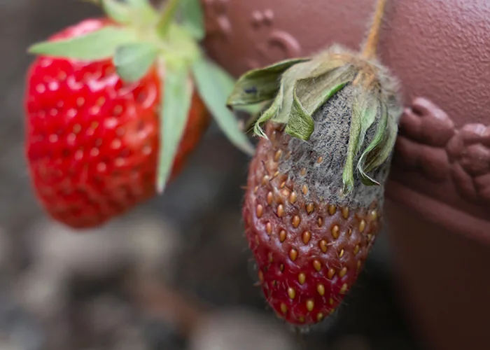 Fraise touchée par la pourriture grise