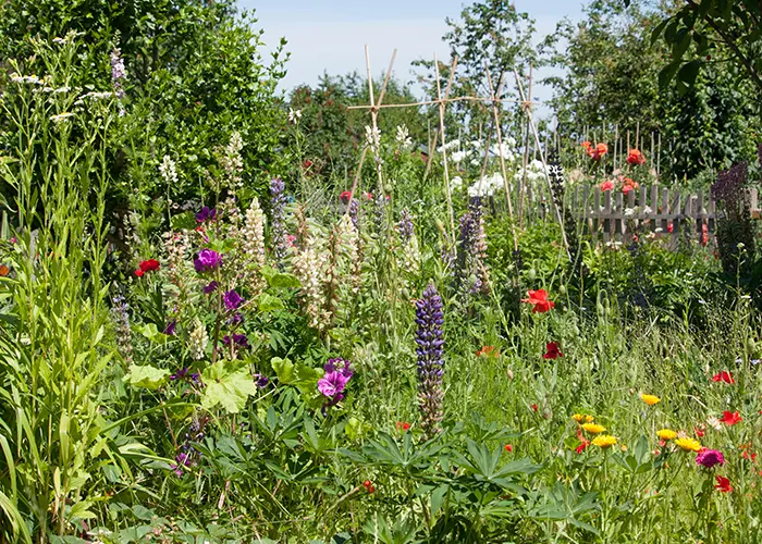 Prairie fleurie au jardin