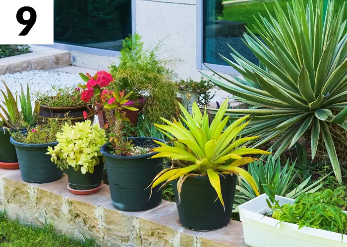 Tâche n°9 en août au jardin : Préparer les plantes avant le départ en vacances d'été