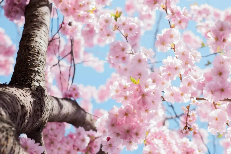 préparer son jardin avant le printemps