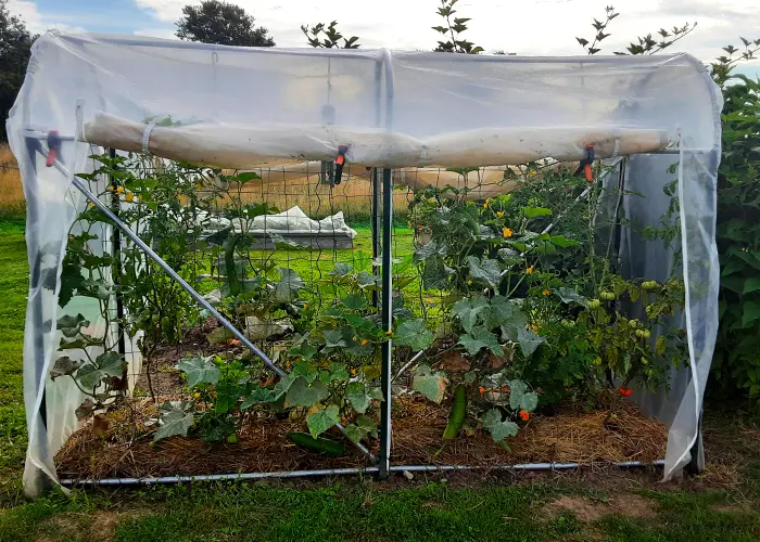 Comment prévenir les maladies des tomates sous serre ?